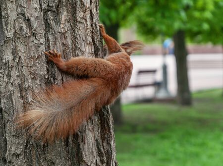 Redhead fluffy squirrel runs and hides in the wood, close-up.の写真素材