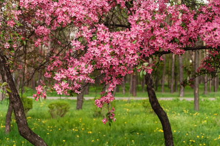 Pink beautiful tree flowers paradise apple tree on a background of juicy spring green grass.