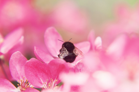 Bee collects pollen on Pink beautiful tree flowers paradise apple tree close-up in a gentle blur.