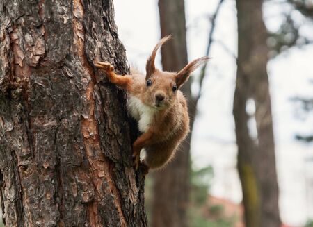 Redhead fluffy squirrel runs and hides in the wood, close-up.の写真素材