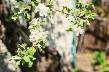 Apple tree with blossoming white flowers on a sunny day.