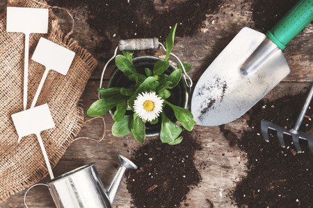 Garden tool, shovel, rake, watering can, bucket, tablets for plants, flower daisy in a flowerpot on a wooden old brown table with scattered soil, close-up. Concept of gardening.の写真素材
