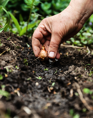 Women's hand sadi in soil-soil flower bulbs. Close-up, Concept of gardening, gardening.