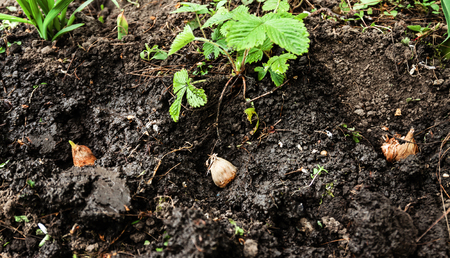 Flower bulbs planted in the ground. Close-up, Concept of gardening, gardening.の写真素材