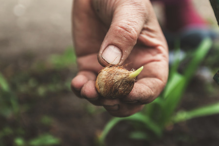 A woman's hand holds a flower bulb. Close-up, Concept of gardening, gardening.の写真素材