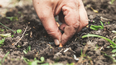 Women's hand sadi in soil-soil flower bulbs. Close-up, Concept of gardening, gardening.の写真素材
