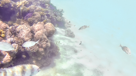 Abudefduf vaigiensis and Sparidae swim around a bright colored coral reef in the Red Sea in...
