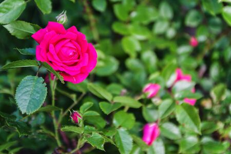 Pink rose on a background of a blurred green background, top vieの写真素材
