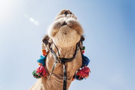 The decorated head of a camel, close-up, against a sky background.の写真素材
