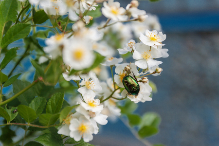 May green beetle hrusch on flowers.の写真素材