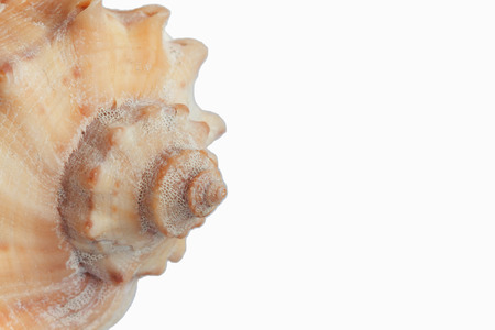 seashell, isolated on white background, close-up.の写真素材
