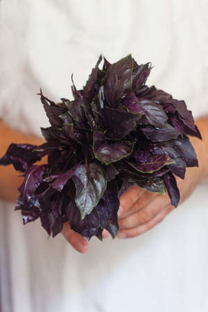 a bunch of fresh purple basil in hand, close-up.の写真素材
