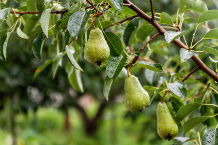 Branch with many ripe pears  after rain.の写真素材