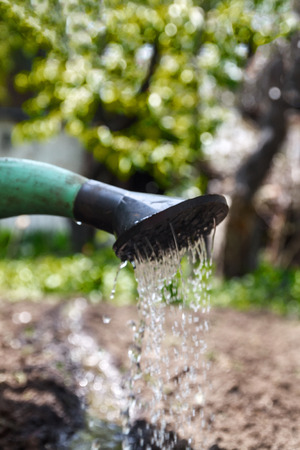 Water the soil from the watering can. Close-up, concept gardening, yard work.の写真素材