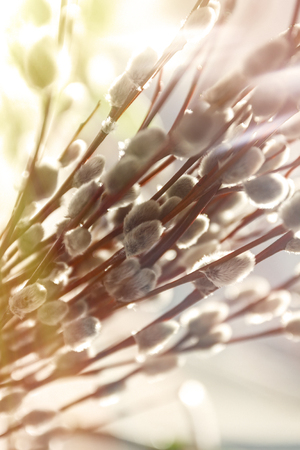 Willow fur-trees in sunlight in blur, close-up, in retro style.の写真素材