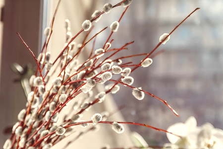 Willow fur-trees in sunlight in blur, close-up, in retro style.の写真素材