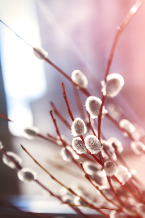 Willow fur-trees in sunlight in blur, close-up, in retro style.の写真素材