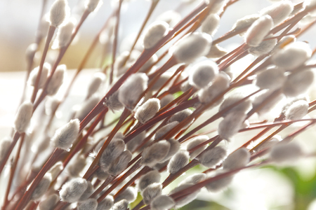 Willow fur-trees in sunlight in blur, close-up, in retro style.の写真素材