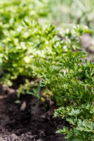 Petroselinum crispum - Curly parsley on the ground close-up.の写真素材