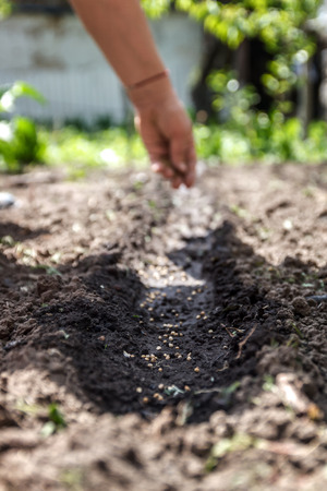 a hand sowing seeds into the soil.の写真素材