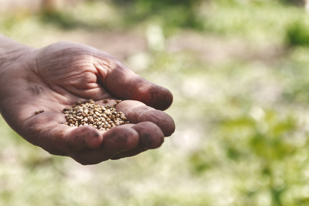 Female hand planting white bean seeds in soil, closeup.の写真素材