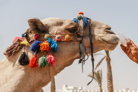 man gives to drink from a plastic cup of camel, close-up.の写真素材