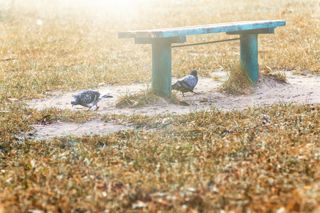 Landscape pigeons under a park bench on autumn yellow-orange grass in the sunlight. Copy space.の写真素材
