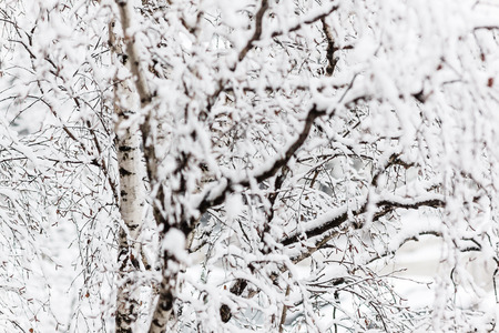Branches of a birch under a thick layer of snow, close-up.の写真素材