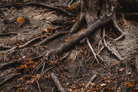 Big roots of a shredded tree crawling on the ground, autumn leaves. Landscape.