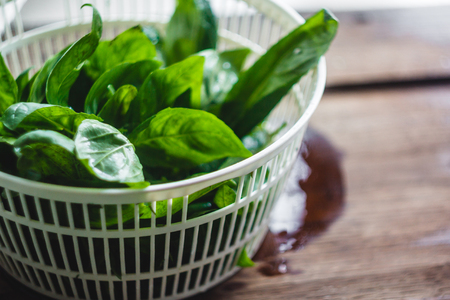 Fresh basil leaves in the dryer for greens.の写真素材