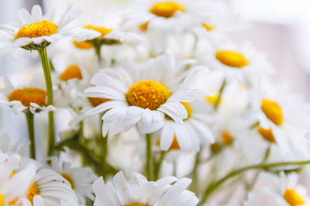 background of white field daisies with yellow centersの写真素材