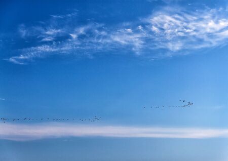 A flock of ducks flies over the sea in a clear blue sunny skyの写真素材