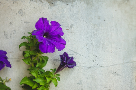 Bright blue, purple, pink petunia flowers in pots on the balconyの写真素材