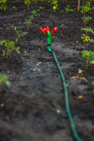 Drip fountain watering system in the gardenの写真素材