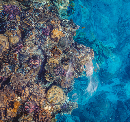 Bright coral reef with colorful fish of the Red Sea in Egypt. View from aboveの写真素材