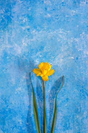 Daffodil flowers yellow on a blue marble background. Flat Lay. View from above. Conceptの写真素材