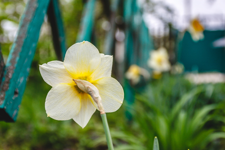 One flower of narcissus, rear view, against a green background. Close-up.の写真素材