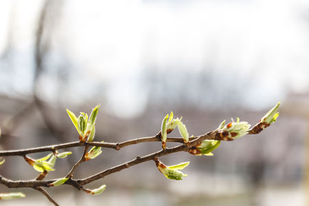 Young leaves, buds and shoots on a tree branch in spring in the sunlight in the blurの写真素材