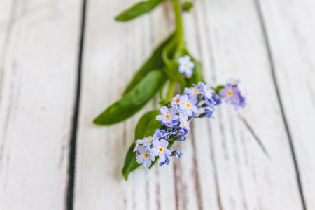 On a light white wooden background there is a blue flower forget-me-flower. Blur and close-upの写真素材