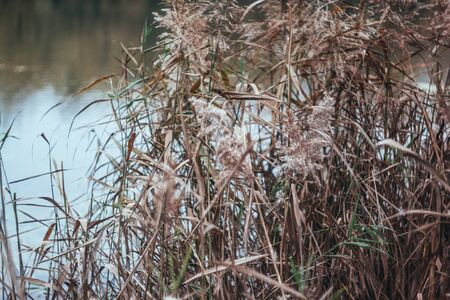 Landscape reflected in a forest autumn lake in retro style, under film.の写真素材