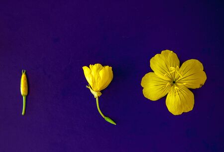 Composition of yellow flowers and buds on a lilac background. Flat lay. Copy space.の写真素材