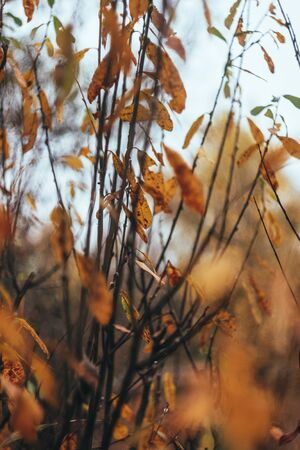 Autumn yellow-orange leaves and branches against the sky, blur. Close-up.