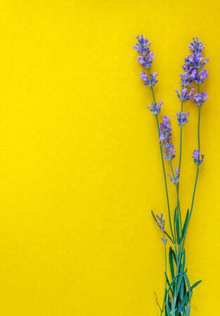 bouquet of fresh lavender flowers on a bright yellow background, top view. Copy space. Flat layの写真素材