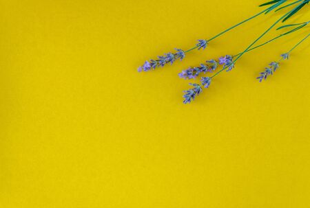 bouquet of fresh lavender flowers on a bright yellow background, top view. Copy space. Flat lay.の写真素材