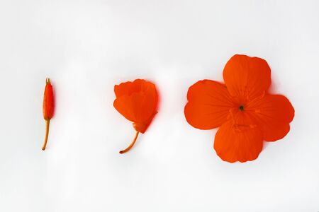 Arrangement of red flowers and buds on a white isolated background. Flat lay. Copy spaceの写真素材