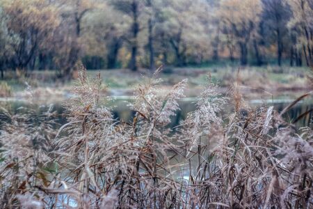 Landscape reflected in a forest autumn lake in retro style, under film.の写真素材