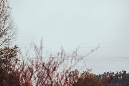 Autumn yellow-orange leaves and branches against the sky, blur. Close-upの写真素材