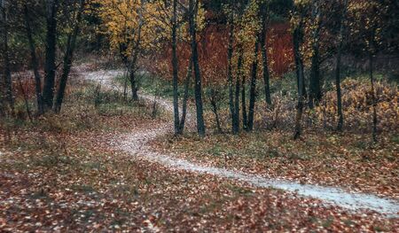 Landscape footpath in the autumn yellow forest. Retro style.の写真素材