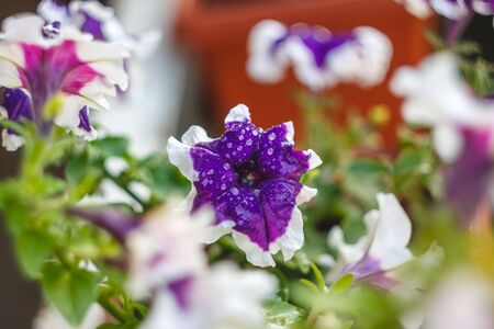 petunia flowers red, pink purple, white flowers in a flower pot on the balcony in the sunlightの写真素材