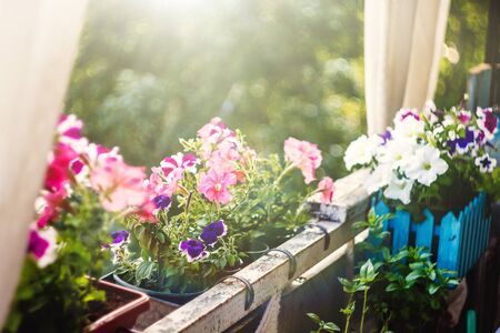 petunia flowers red, pink purple, white flowers in a flower pot on the balcony in the sunlight.の写真素材